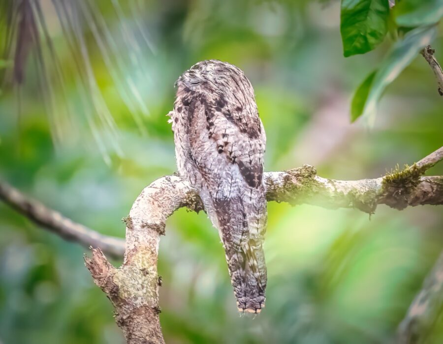 Common Potoo (Grande)