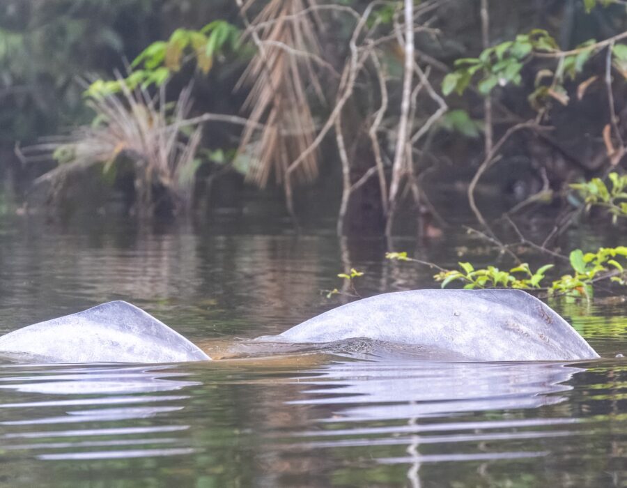 Amazon Lodge Tours- Dolphin