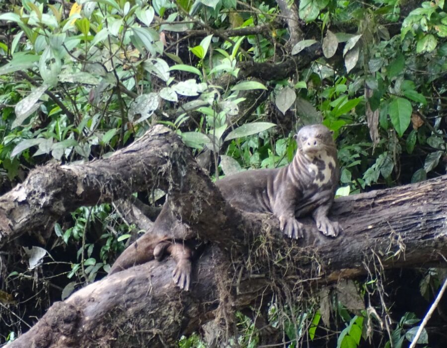 Amazon Lodge Tours- Nutria