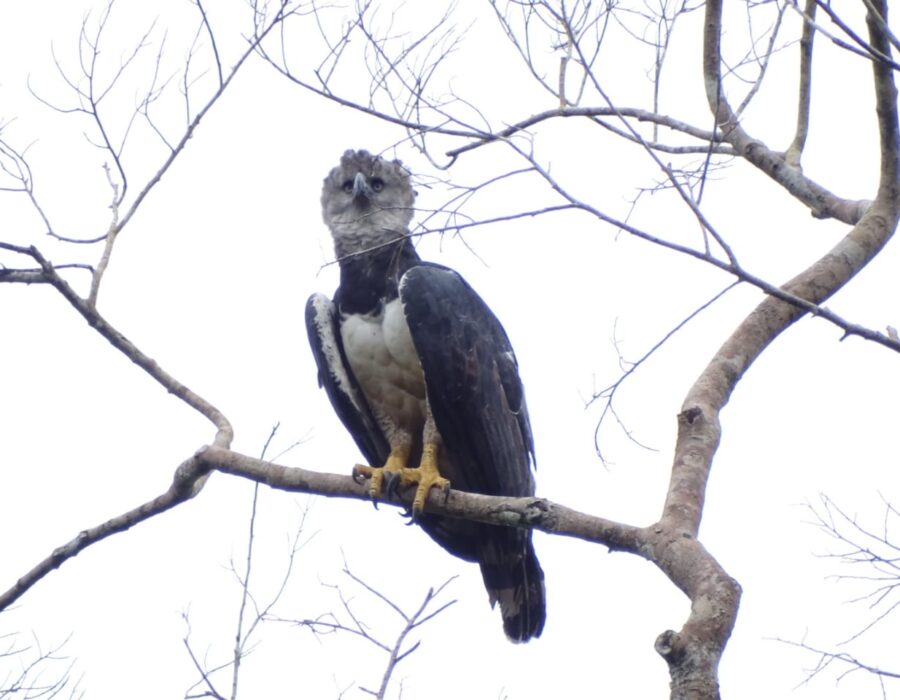 Amazon Tours- Harphy Eagles
