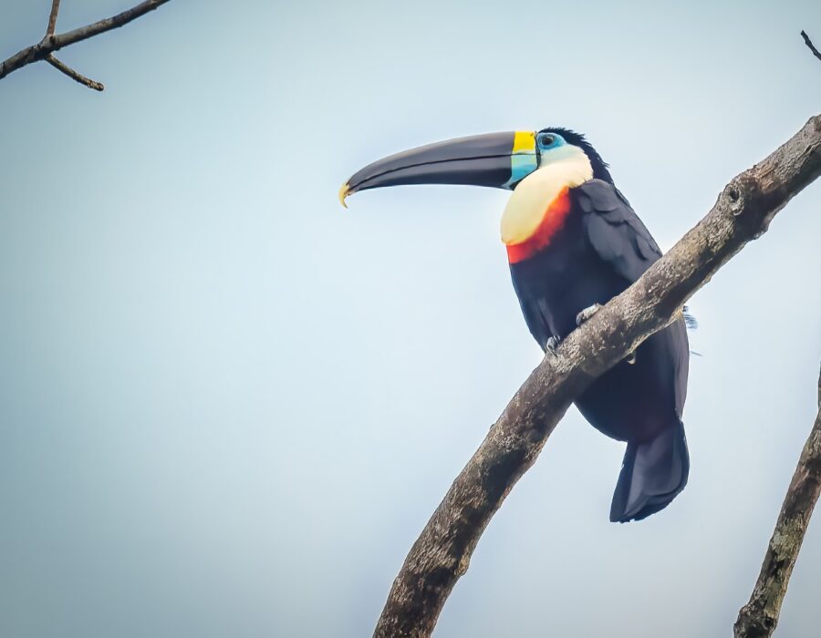 White-throated Toucan (Grande)