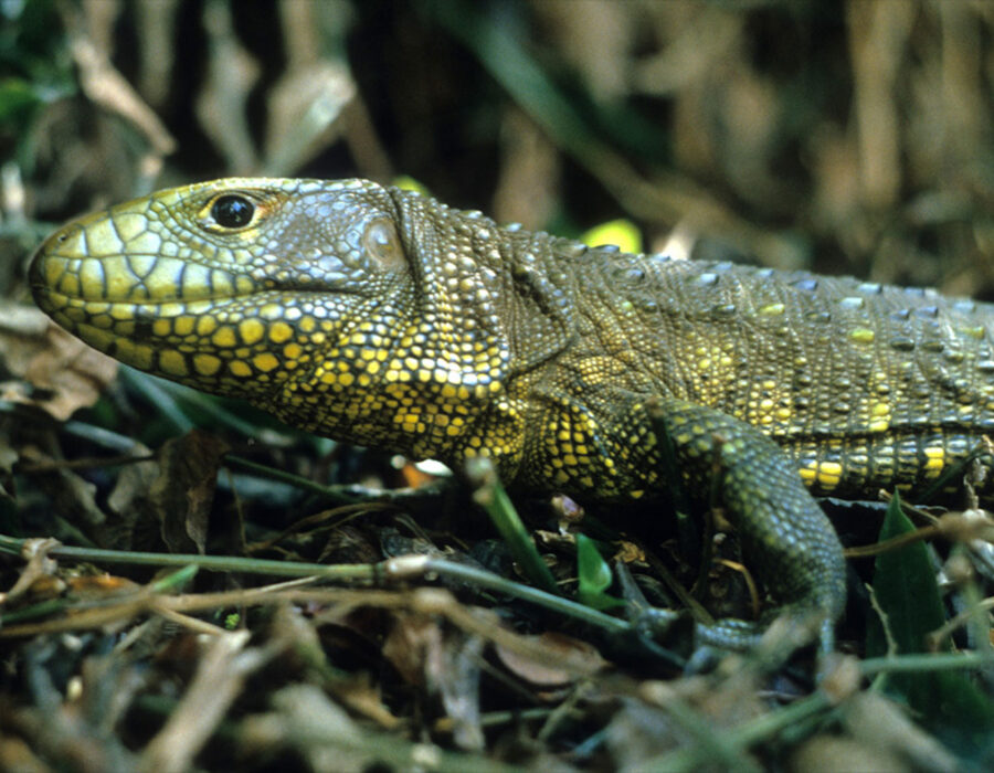 Amazon Lodge Tours- Dracaena
